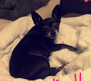 Safe Chihuahua in Phoenix, AZ