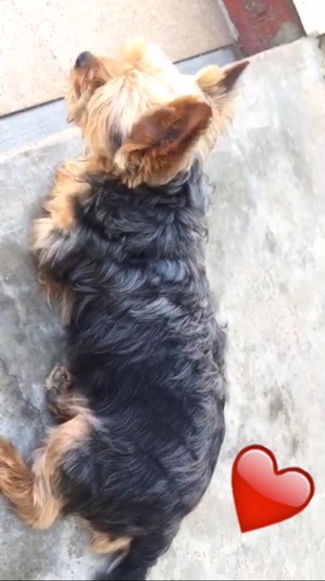 Safe Yorkshire Terrier in Brooklyn, NY