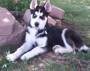 Safe Siberian Husky in Brighton, CO