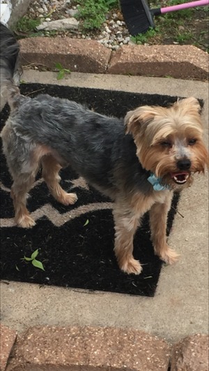 Safe Yorkshire Terrier in Houston, TX