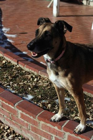 Safe Mutt in Wheat Ridge, CO