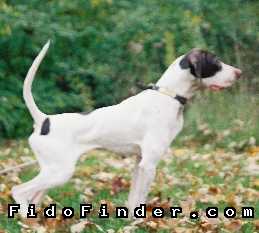 Safe Pointer in Oxford, OH