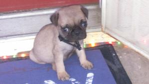 Safe Pug in Phoenix, AZ