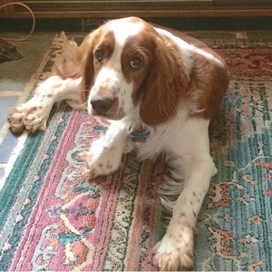 Safe Welsh Springer Spaniel in King of Prussia, PA