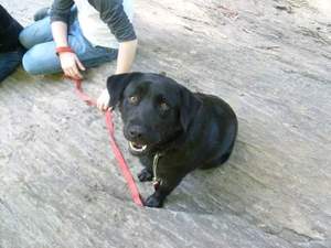 Safe Labrador Retriever in Glen Arm, MD
