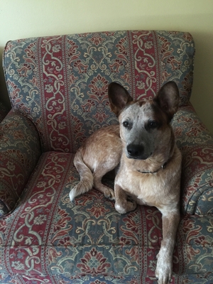 Safe Australian Cattle Dog in Hartford, CT