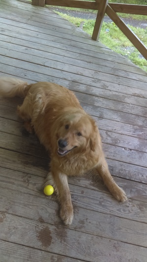 Safe Golden Retriever in Murphy, NC