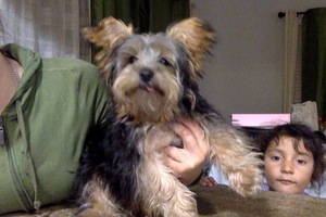 Safe Yorkshire Terrier in Oakland, CA