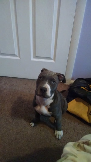 Safe Pit Bull in Broomfield, CO