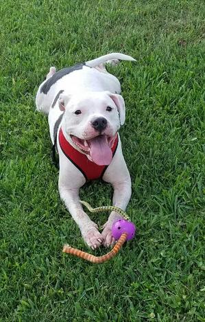 Safe American Bulldog in Orlando, FL