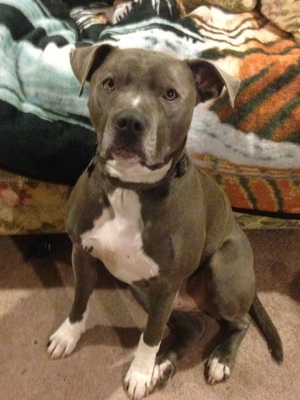 Safe Pit Bull in Issaquah, WA