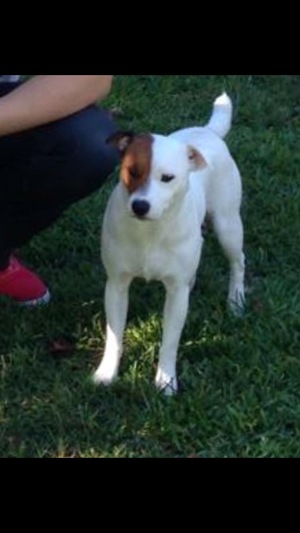 Safe Jack Russell Terrier in Fayetteville, NC