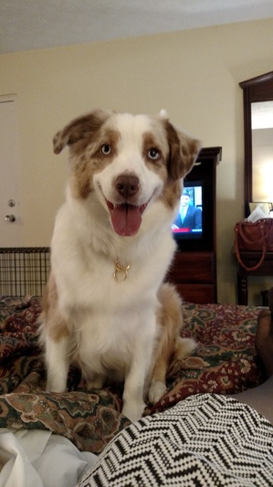 Safe Australian Shepherd in Berryville, VA