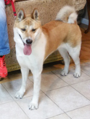 Safe Akita in Wesley Chapel, FL