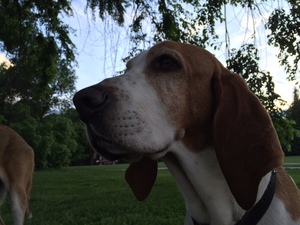 Safe Basset Hound in Arvada, CO