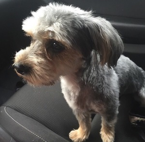 Safe Yorkshire Terrier in Atlanta, GA