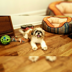 Safe Shih Tzu in Cincinnati, OH