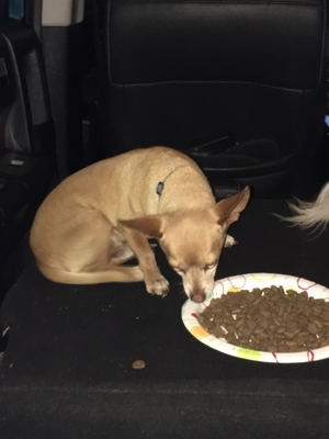 Safe Chihuahua in Hacienda Heights, CA