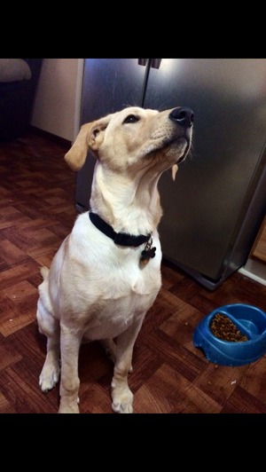 Safe Labrador Retriever in Huntsville, TX