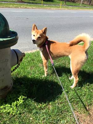 Safe Shiba Inu in Germantown, MD