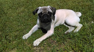 Safe Pug in Interlochen, MI