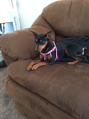 Safe Miniature Pinscher in Chula Vista, CA