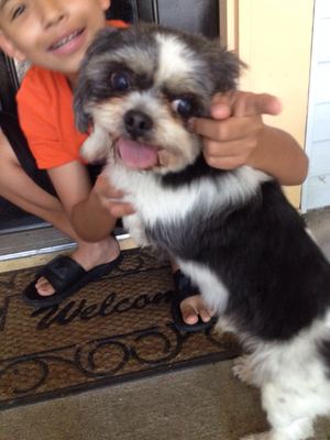 Safe Shih Tzu in Indianapolis, IN