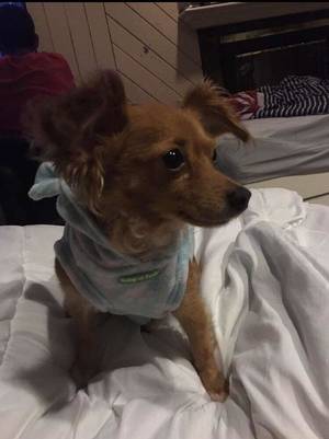 Safe Chihuahua in Merrick, NY