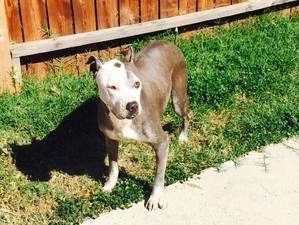 Safe Pit Bull in Norwalk, CA