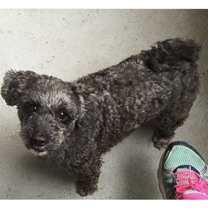 Lost Mutt in Commerce City, CO