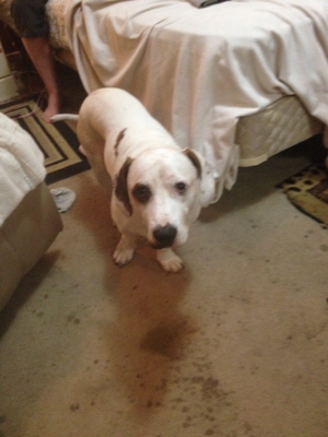 Safe American Bulldog in Valrico, FL