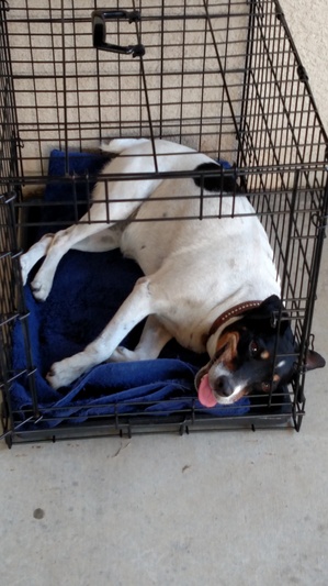 Safe Jack Russell Terrier in Lemoore, CA