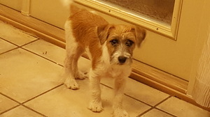 Safe Jack Russell Terrier in Bonifay, FL