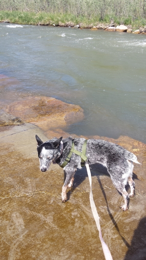 Safe Australian Cattle Dog in Montrose, CO