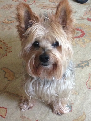 Safe Yorkshire Terrier in Franklin, TN