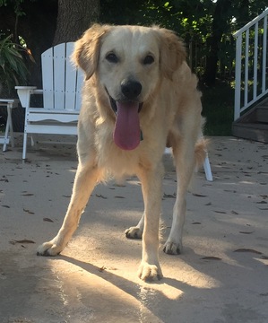 Safe Golden Retriever in Gulf Breeze, FL