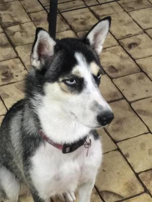 Safe Siberian Husky in Miami, FL