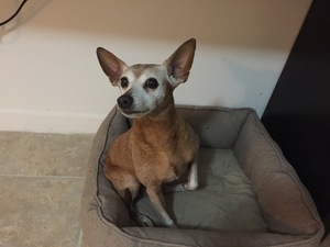 Safe Miniature Pinscher in Hollywood, FL