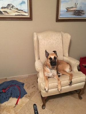 Safe Belgian Malinois in Tempe, AZ