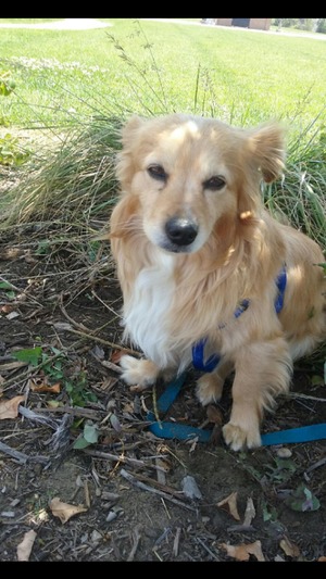 Safe Pomeranian in Long Beach, CA