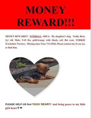 Safe Yorkshire Terrier in Tomball, TX