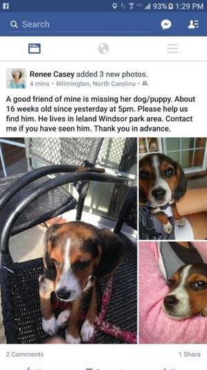 Safe Beagle in Leland, NC