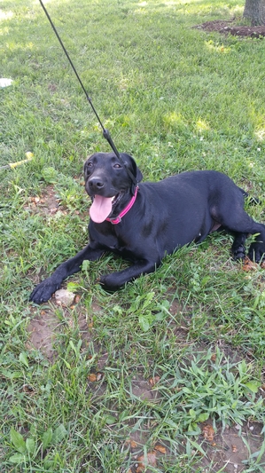 Safe Labrador Retriever in Alton, IL