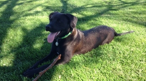 Safe Labrador Retriever in Pleasanton, CA