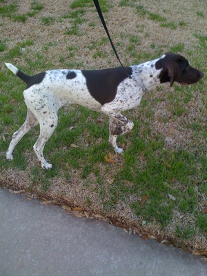 Safe German Shorthaired Pointer in Plano, TX