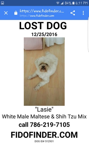 Safe Maltese in Miami, FL