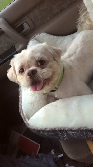 Safe Shih Tzu in Kyle, TX