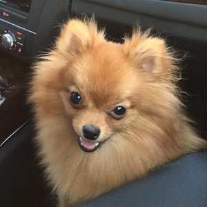 Safe Pomeranian in Houston, TX