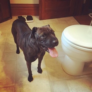 Safe Mutt in Neenah, WI