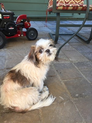 Safe Shih Tzu in Kent, WA